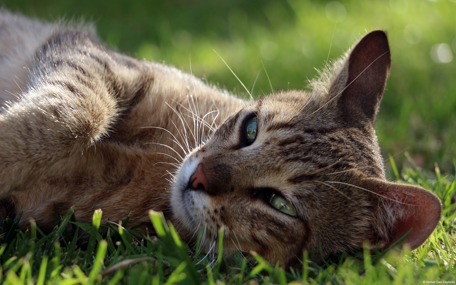 Best Vet in Austin: cat in grass