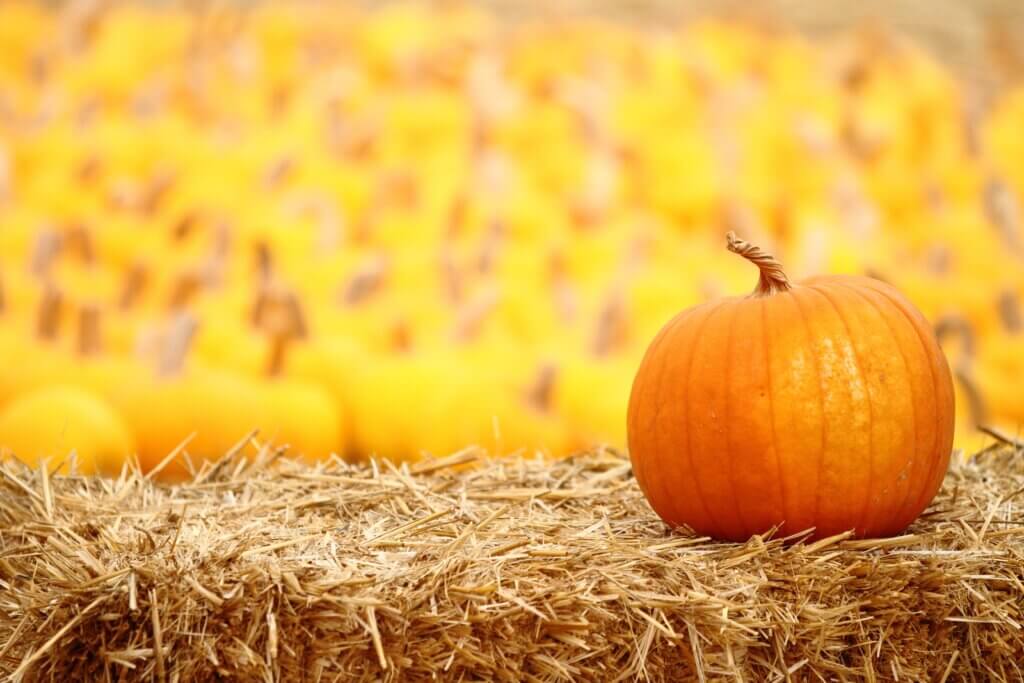 pumpkin in a corn maze